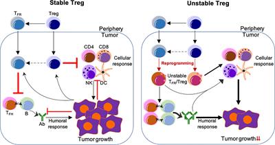 Lineage Reprogramming of Effector Regulatory T Cells in Cancer